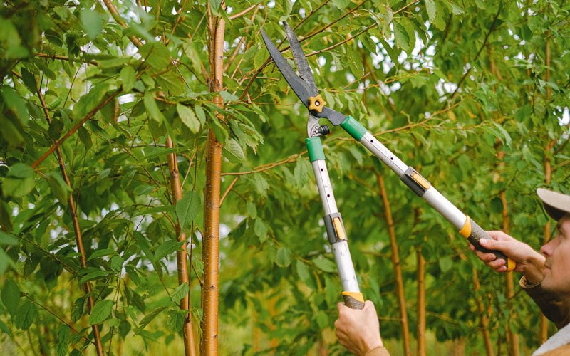 Tree trimming in Coal City, WV